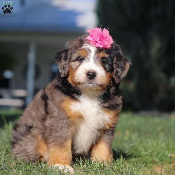 Felicity, Mini Bernedoodle Puppy